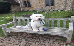 Old English Sheepdog dogs for sale: Old English Sheepdog Puppies  - Image 3