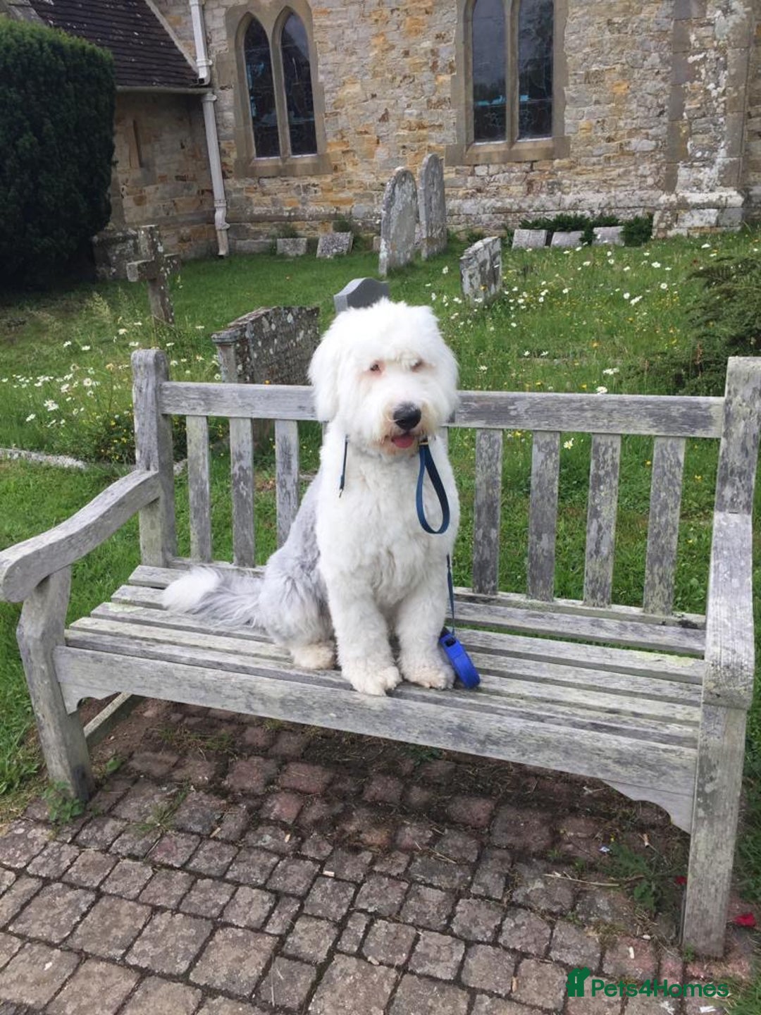 Old English Sheepdog dogs for sale: Old English Sheepdog Puppies  - Image 3