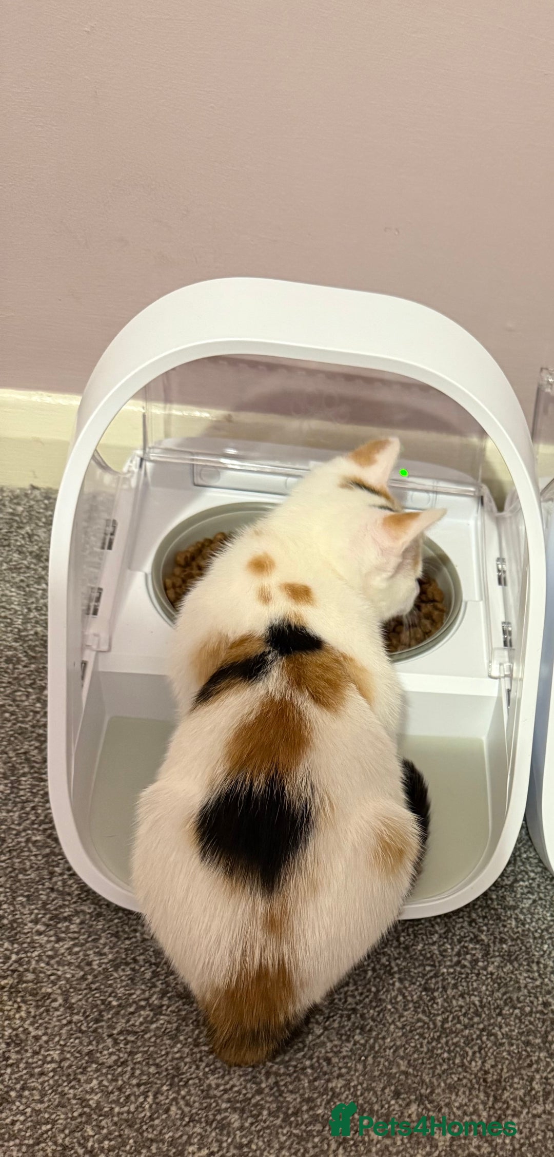 Mixed Breed cats for sale: Beautiful Female Calico Kitten Available - Image 2