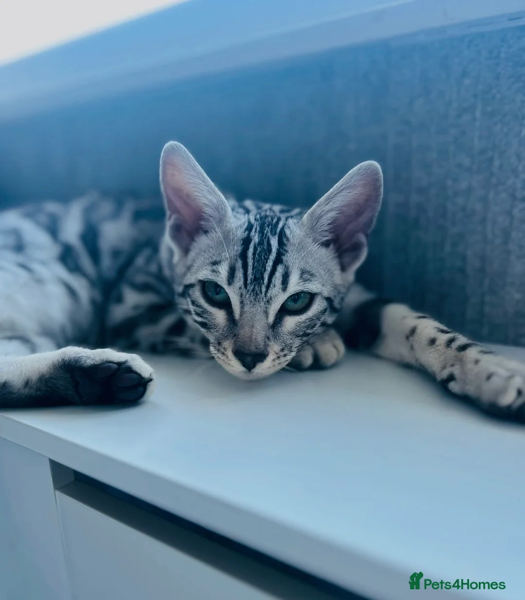 Bengal cats for sale: Pure Silver Female Bengal  in Loughborough - Advert 1