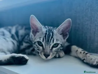 Bengal cats Pure Silver Female Bengal - Advert 16