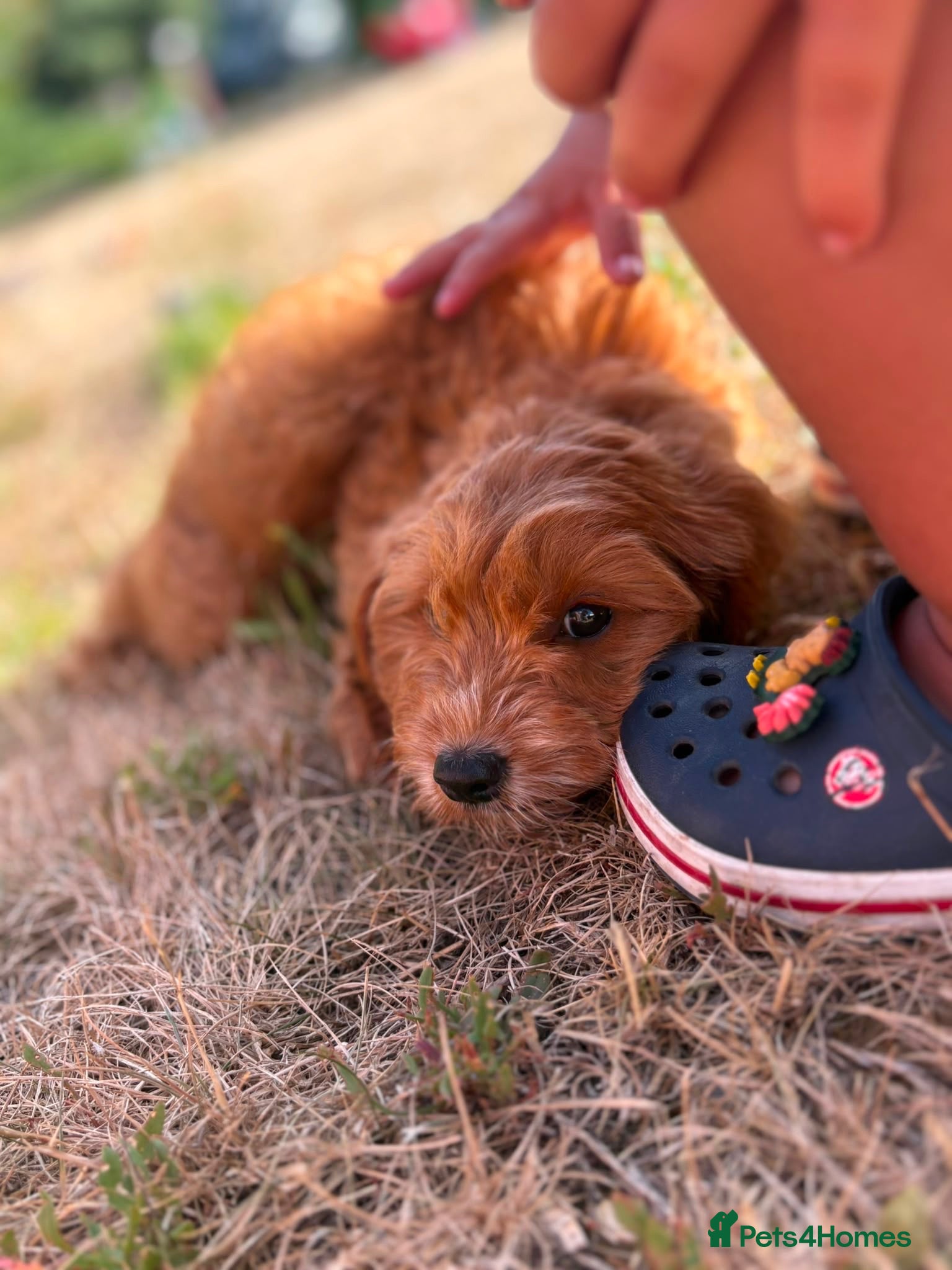 Cockapoo dogs Last two cockerpoo puppies remaining - Advert 2