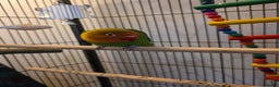 Lovebirds birds for sale: Lovebird- 4 months old. - Advert 4