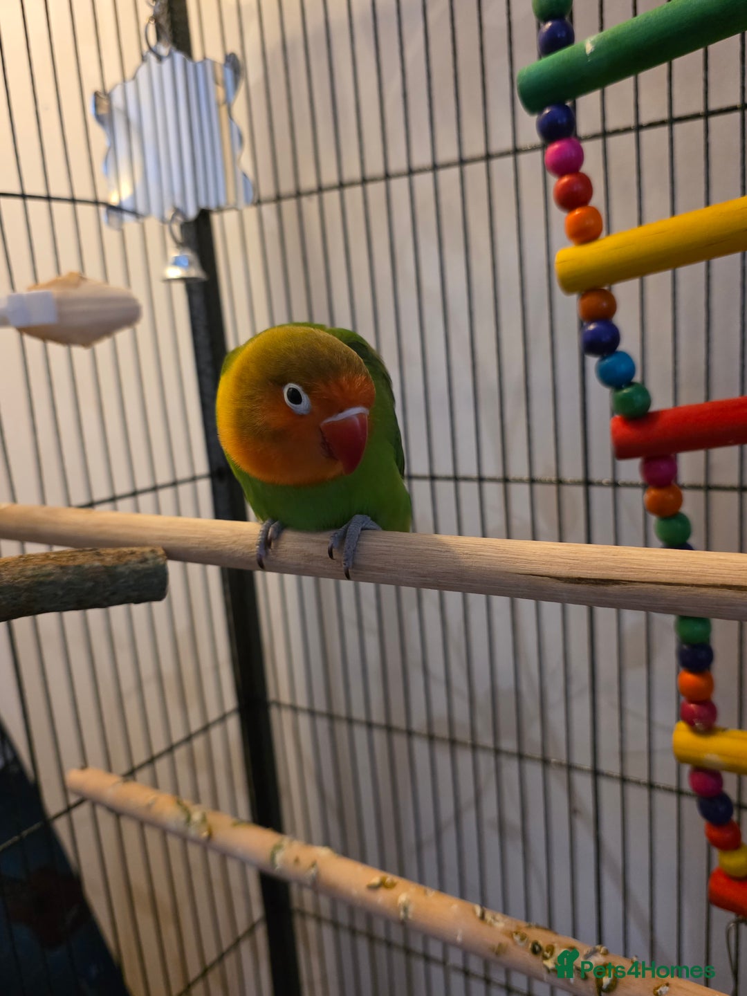 Lovebirds birds for sale: Lovebird- 4 months old. - Advert 4