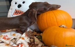 Miniature Dachshund dogs for sale: Perfect Miniature dachshund  - Image 6