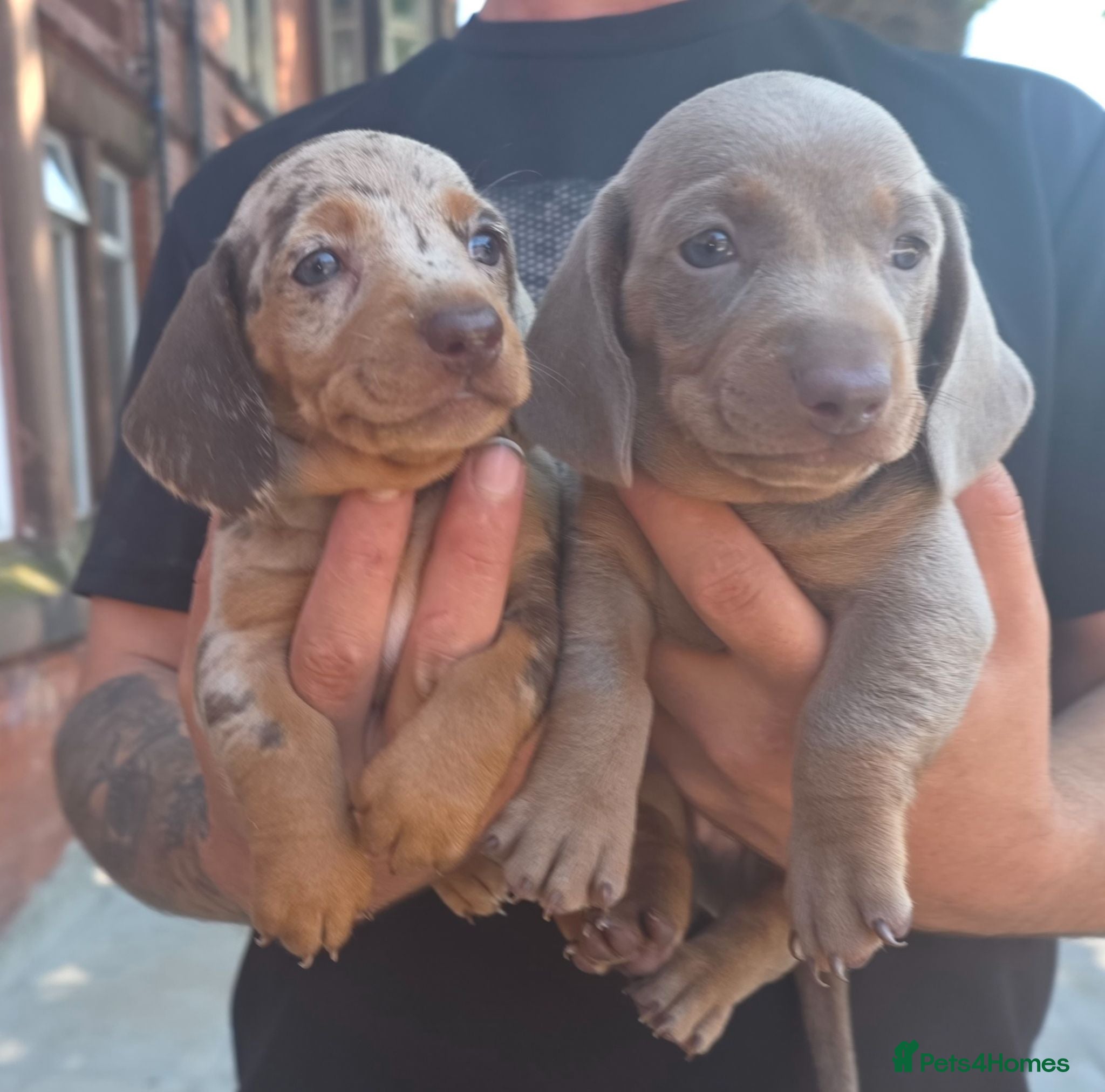 Dachshund dogs 2 stunning daschunds left 1 silver 1 chocolate tri - Advert 5