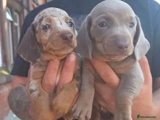 Dachshund dogs 2 stunning daschunds left 1 silver 1 chocolate tri - Advert 5
