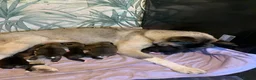 Akita dogs for sale: American Akita Pups in Hengoed - Advert 1