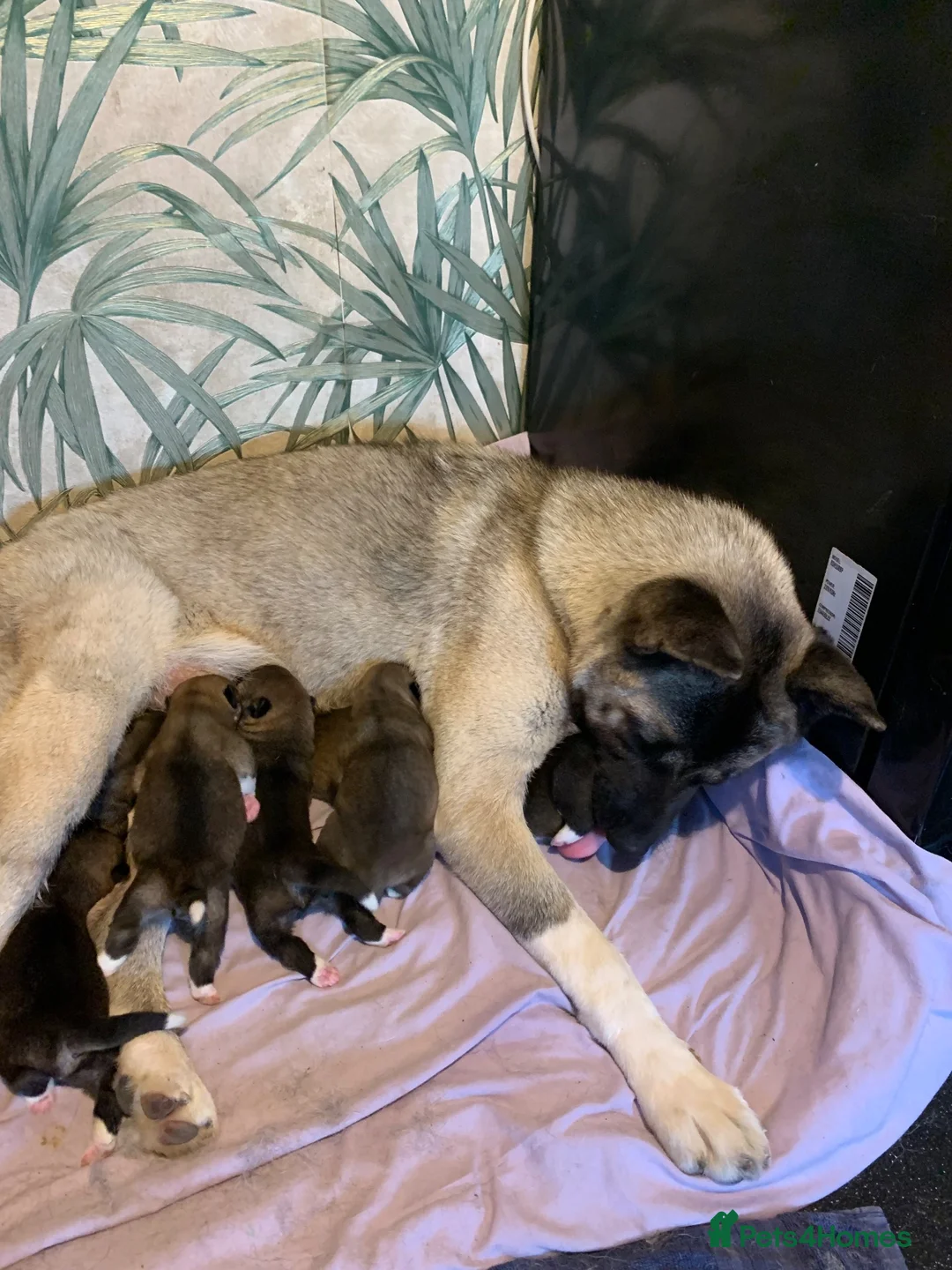 Akita dogs for sale: American Akita Pups in Hengoed - Advert 1