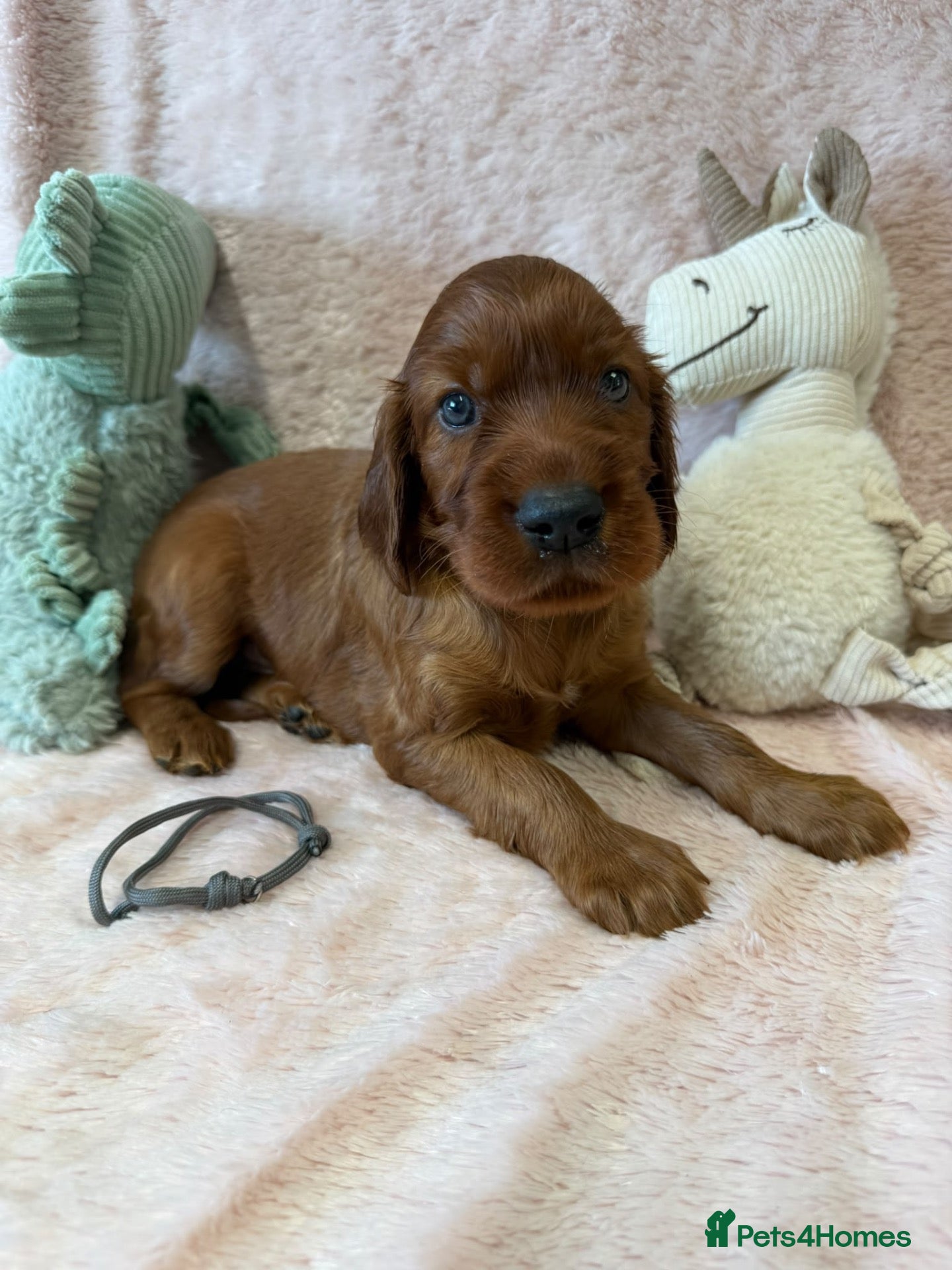 Irish Setter dogs Gorgeous Irish Setter Pups - 2 Boys available KC - Advert 2