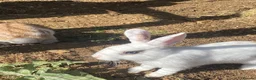 Mixed Breed rabbits for sale: Price reduced! 3 boys and 1 girl left  - Advert 3