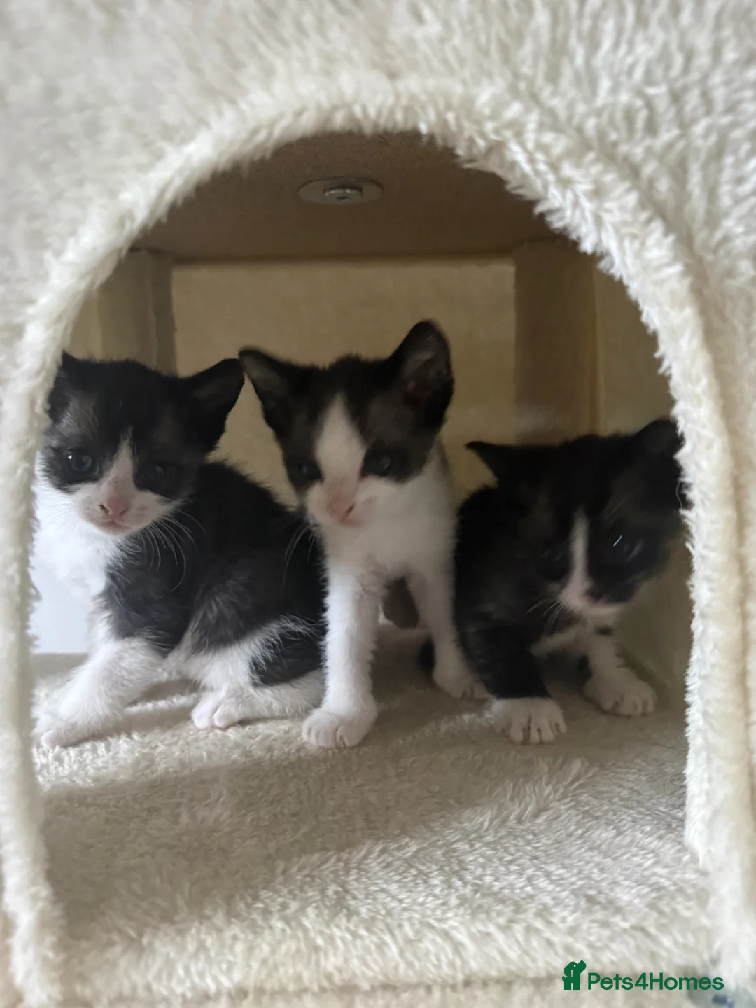 Mixed Breed cats for sale: Kittens  - Advert 1