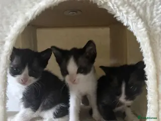 Mixed Breed cats Kittens - Advert 5