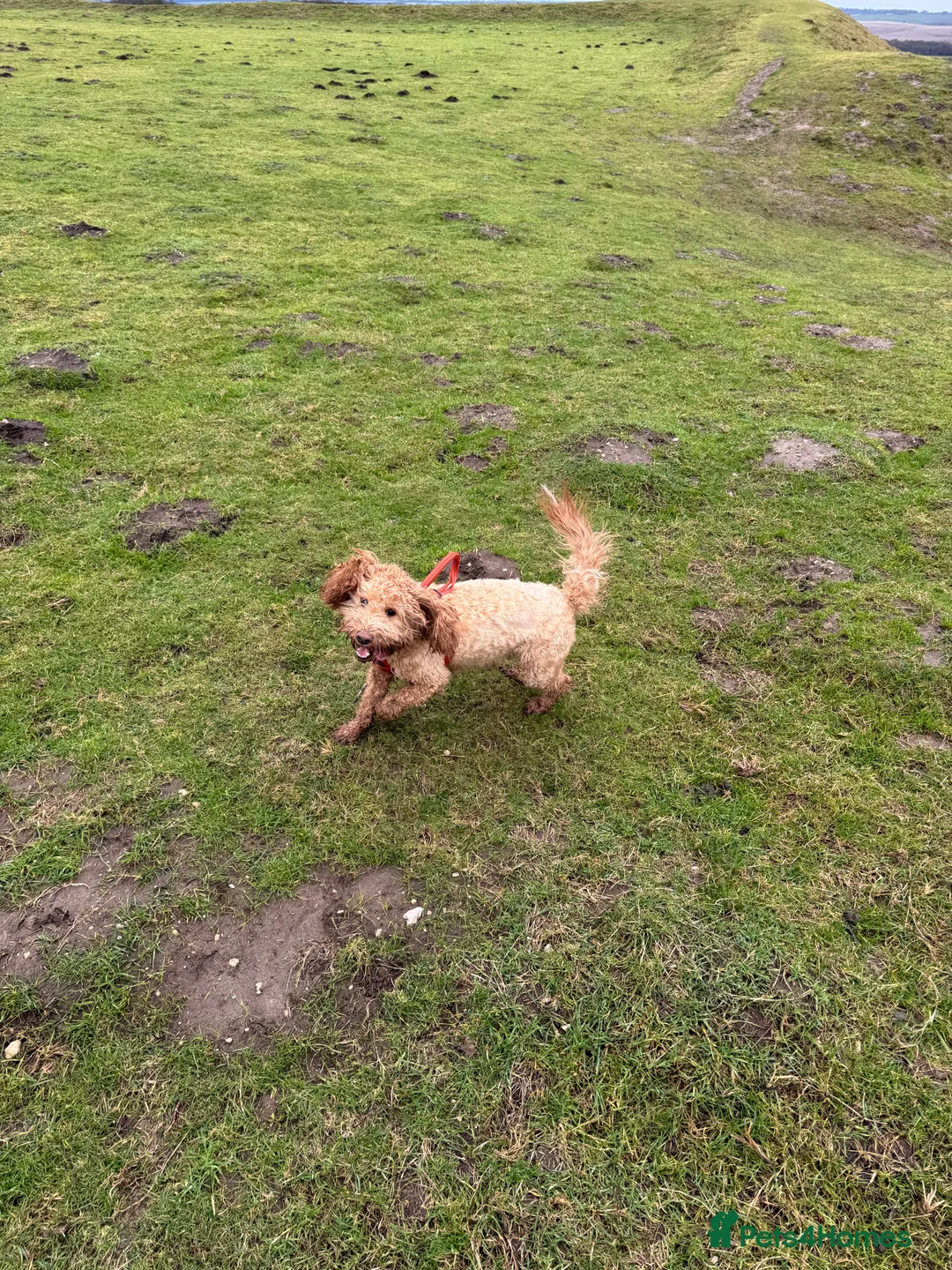 Cockapoo dogs for sale: 1year old Cockapoo bitch - Advert 2