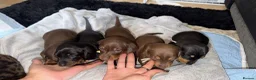 Miniature Dachshund dogs for sale: Mini dachshund puppies 🐶  - Advert 9
