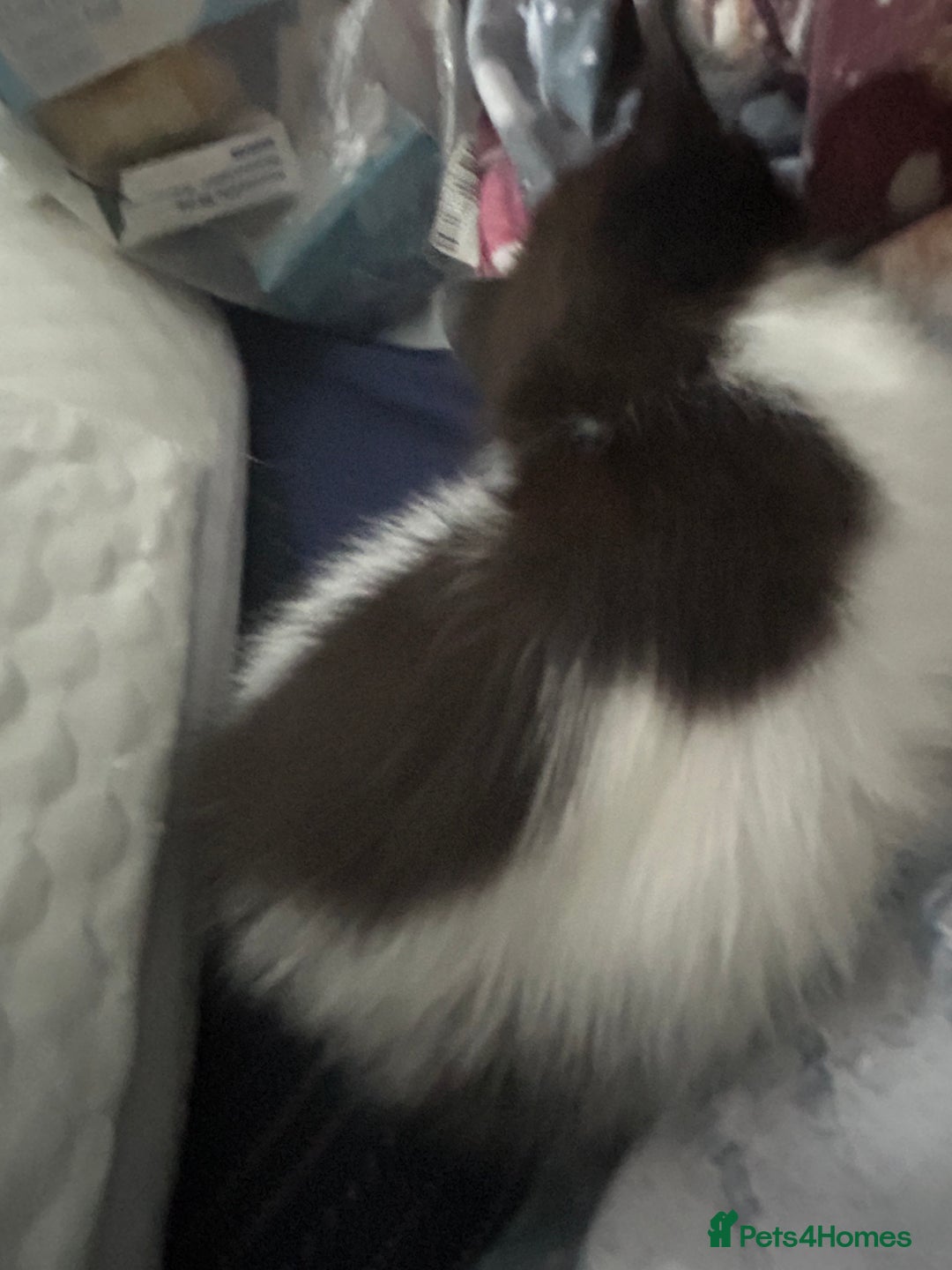 Mixed Breed cats for sale: Kittens are ready now 8 weeks old  - Advert 4