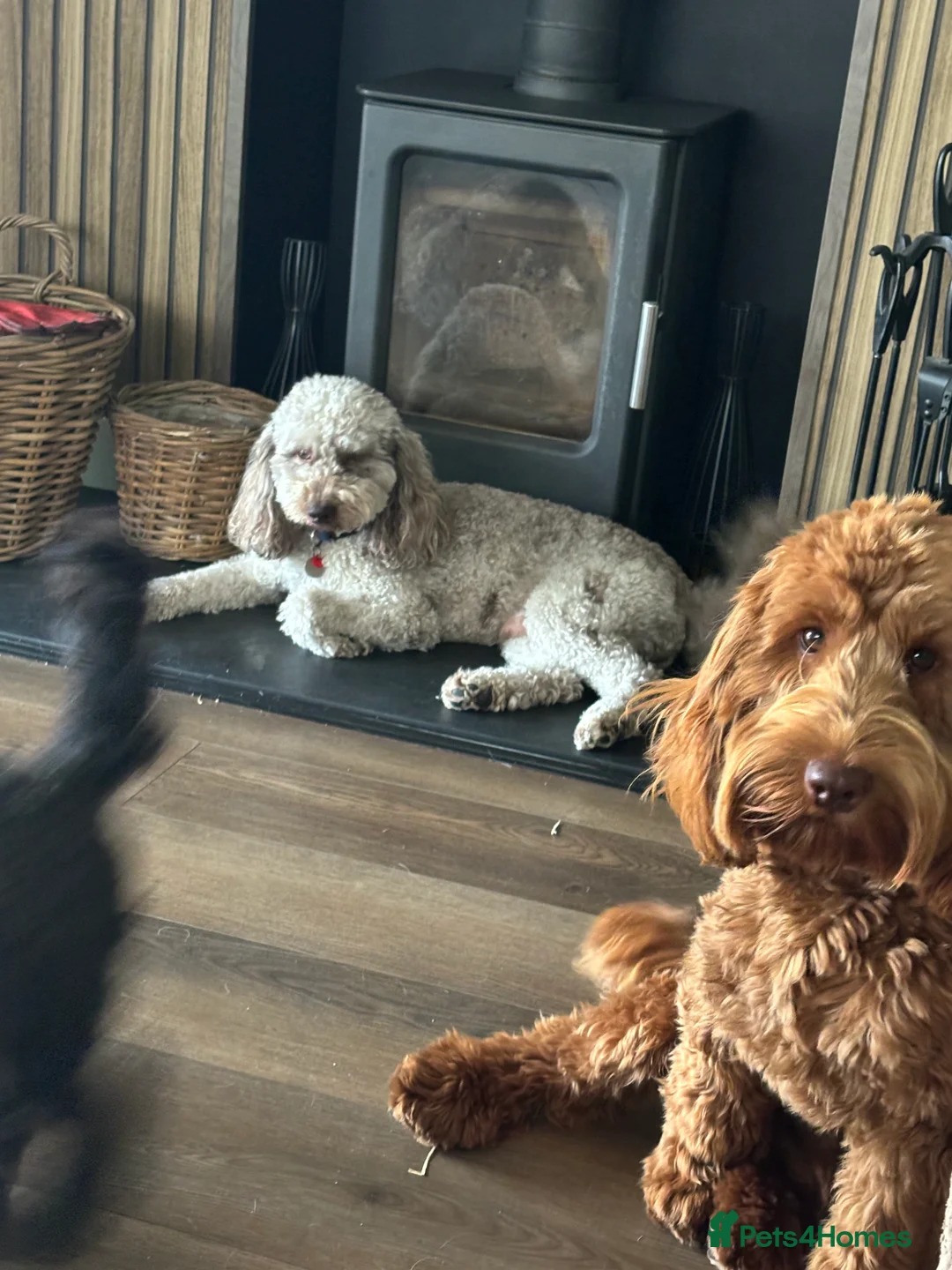 Cockapoo dogs for stud: F1 Red Cockapoo PROVEN Stud-Extensively DNA Tested in Stafford - Advert 4