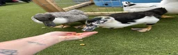 Ducks poultry for sale: Drake for rehoming  in Wigston - Advert 5