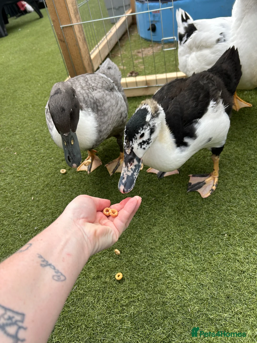 Ducks poultry for sale: Drake for rehoming  in Wigston - Advert 5