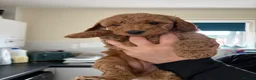 Mini Goldendoodle dogs for sale: Goldendoodle puppies  - Advert 3