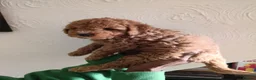 Cockapoo dogs for sale: 2 males and 1 female cockapoo pups  - Advert 11
