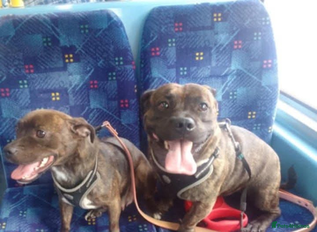 Mixed Breed dogs for sale: Bubbles Staff cross pug  - Advert 4