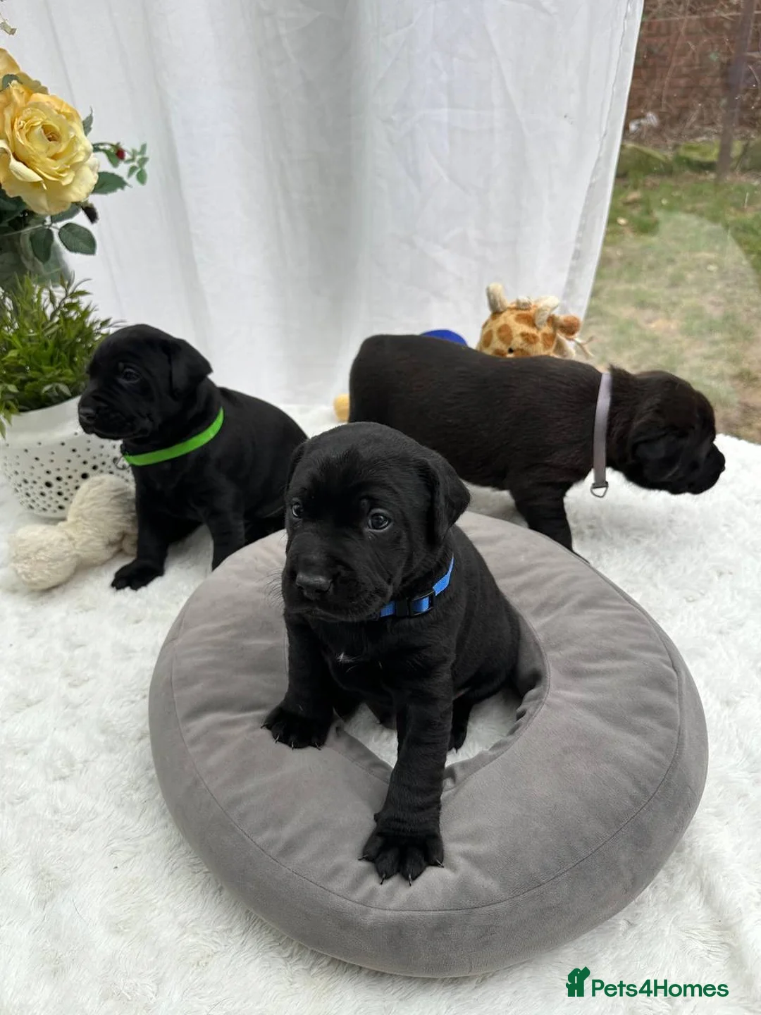 Labrador Retriever dogs for sale: Unique Happy,Healthy beautiful angels well trained - Advert 6