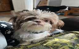 Shih Tzu dogs for sale: Shih tzu girl  - Image 2