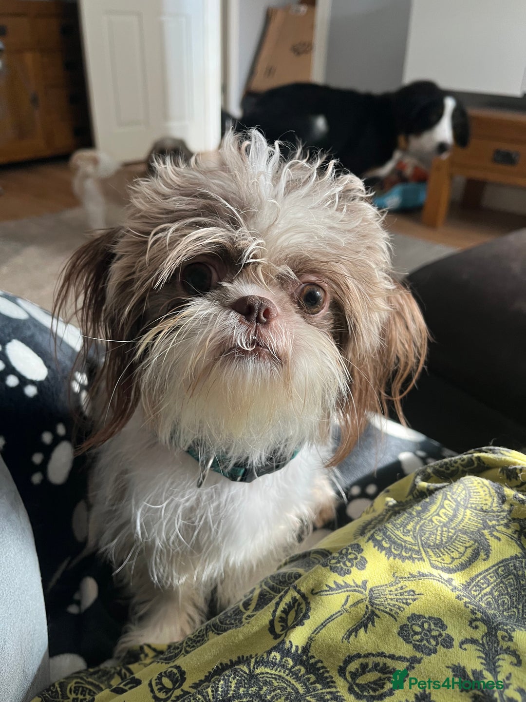Shih Tzu dogs for sale: Shih tzu girl  - Image 2