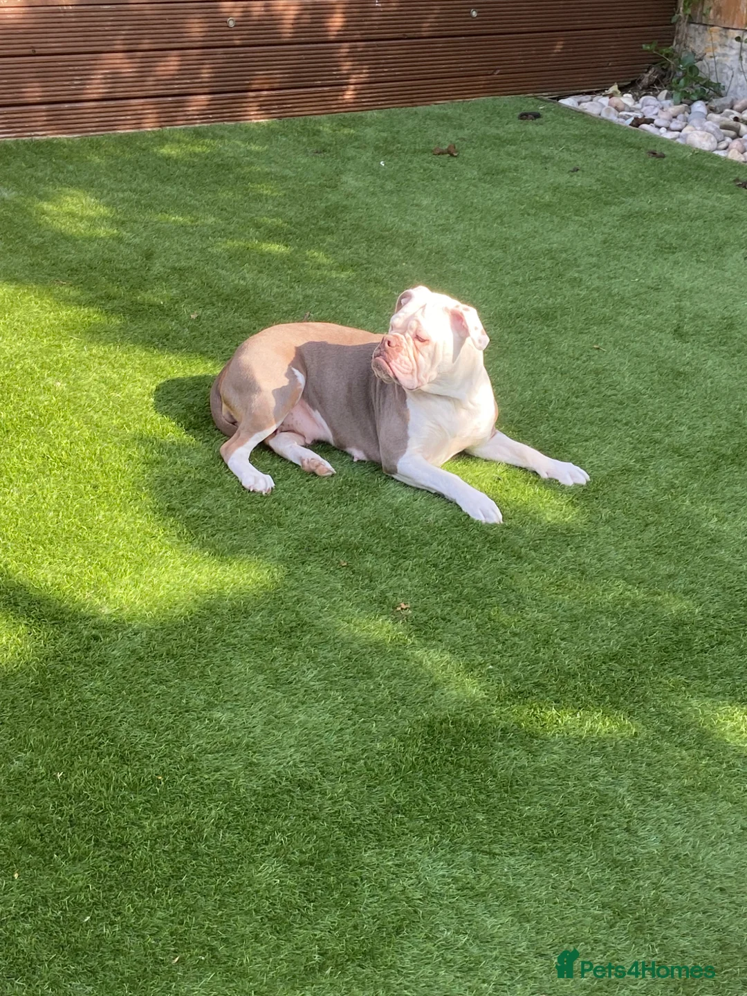 Olde English Bulldogge dogs for sale: Female Lilac Tricolour Bulldog - Advert 1