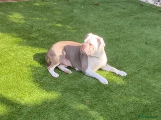 Olde English Bulldogge dogs Female Lilac Tricolour Bulldog - Advert 3
