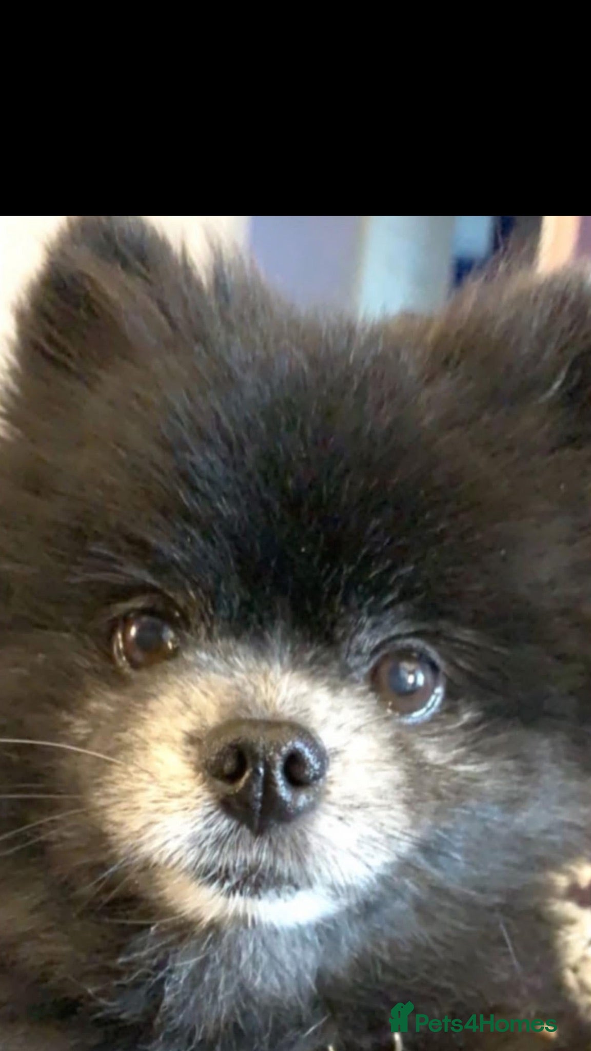 Pomeranian dogs Urgent sale  - Advert 3