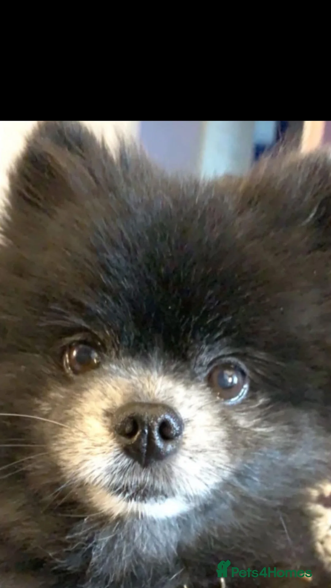 Pomeranian dogs for sale: Urgent sale  - Advert 1