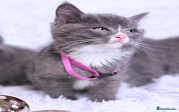 Mixed Breed cats for sale: Ragdoll X  British shorthair  - Image 9