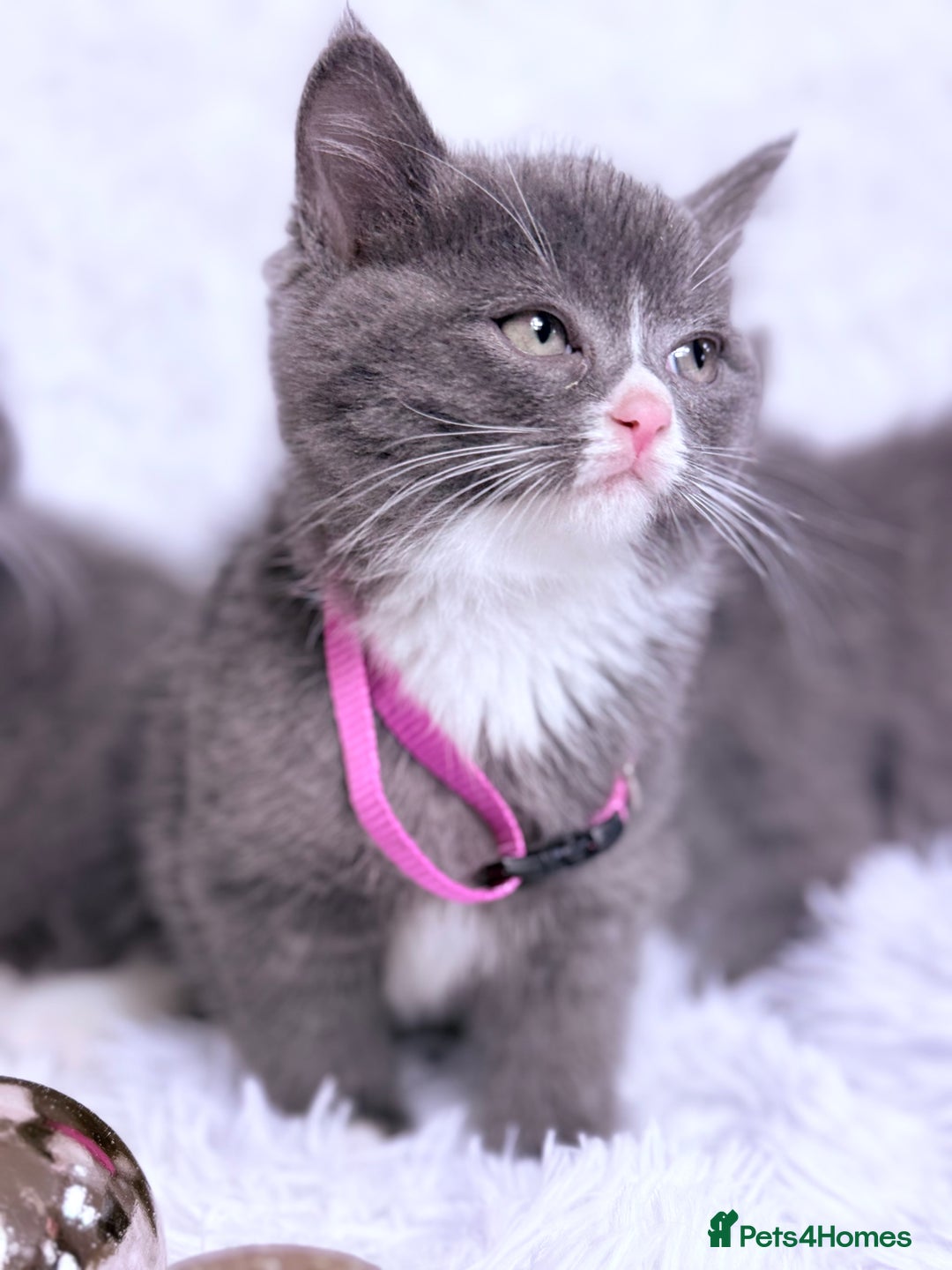 Mixed Breed cats for sale: Ragdoll X  British shorthair  - Image 9