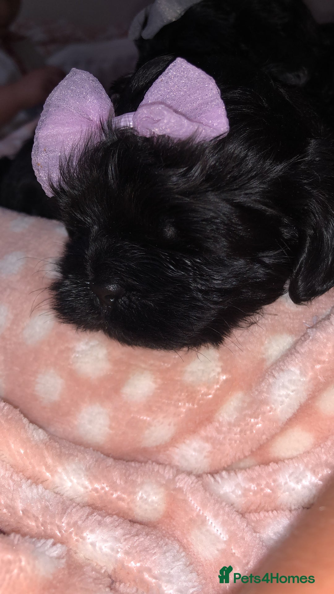 Shihpoo dogs for sale: Beautiful Shihpoos 🐶🐾 - Image 18