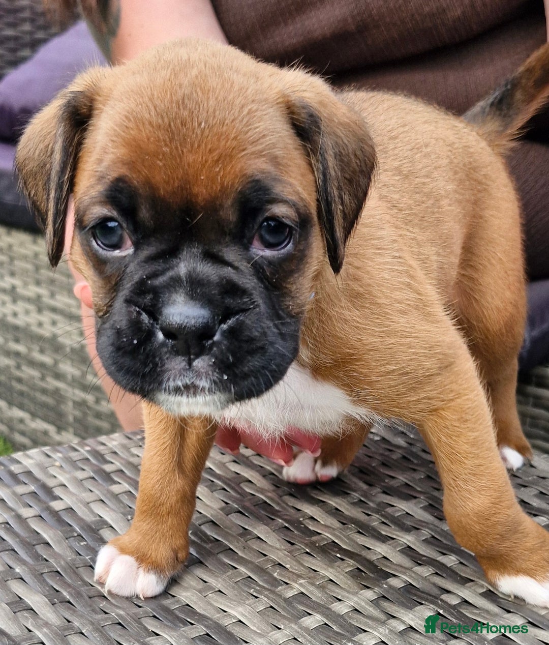 Boxer dogs for sale: Full pedigree boxer puppies  - Image 7
