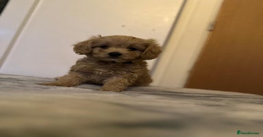 Cavapoo dogs - Advert 7