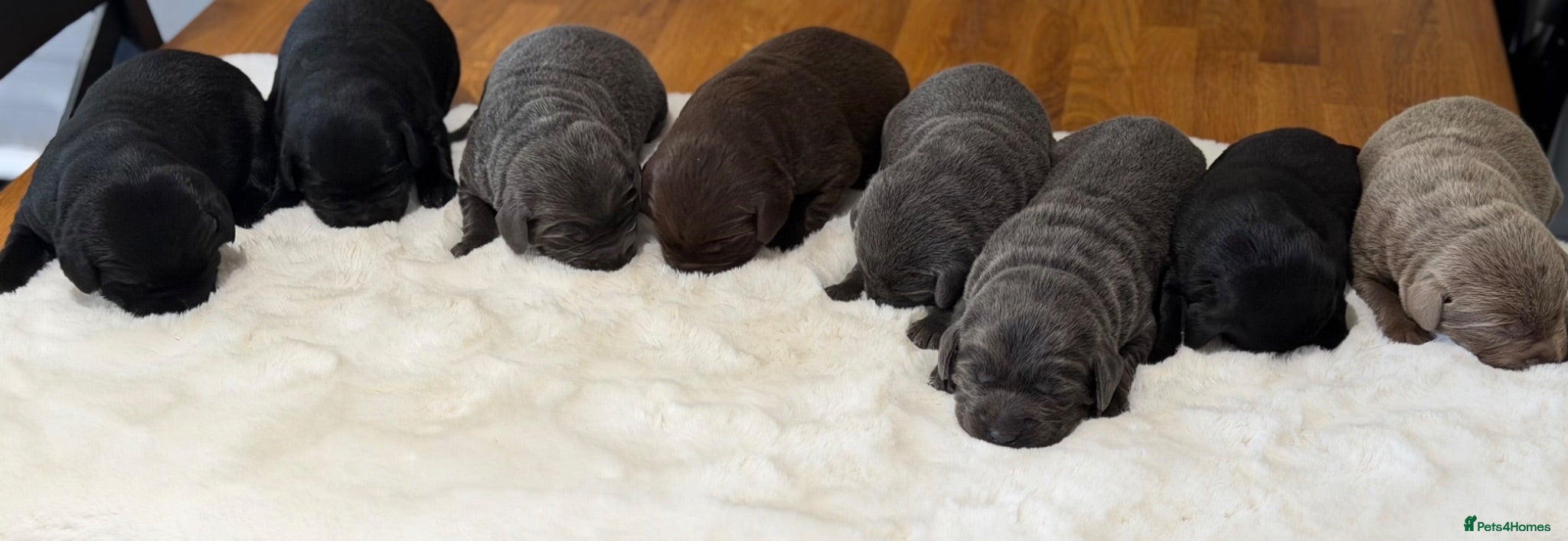 Labrador Retriever dogs Exceptionally health tested Kc reg Labrador pups - Advert 1