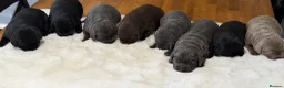 Labrador Retriever dogs for sale: Exceptionally health tested Kc reg Labrador pups - Advert 1
