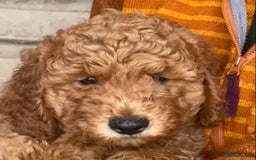Labradoodle dogs for sale: Last two! Beautiful F3b Labradoodle Puppies - Image 33