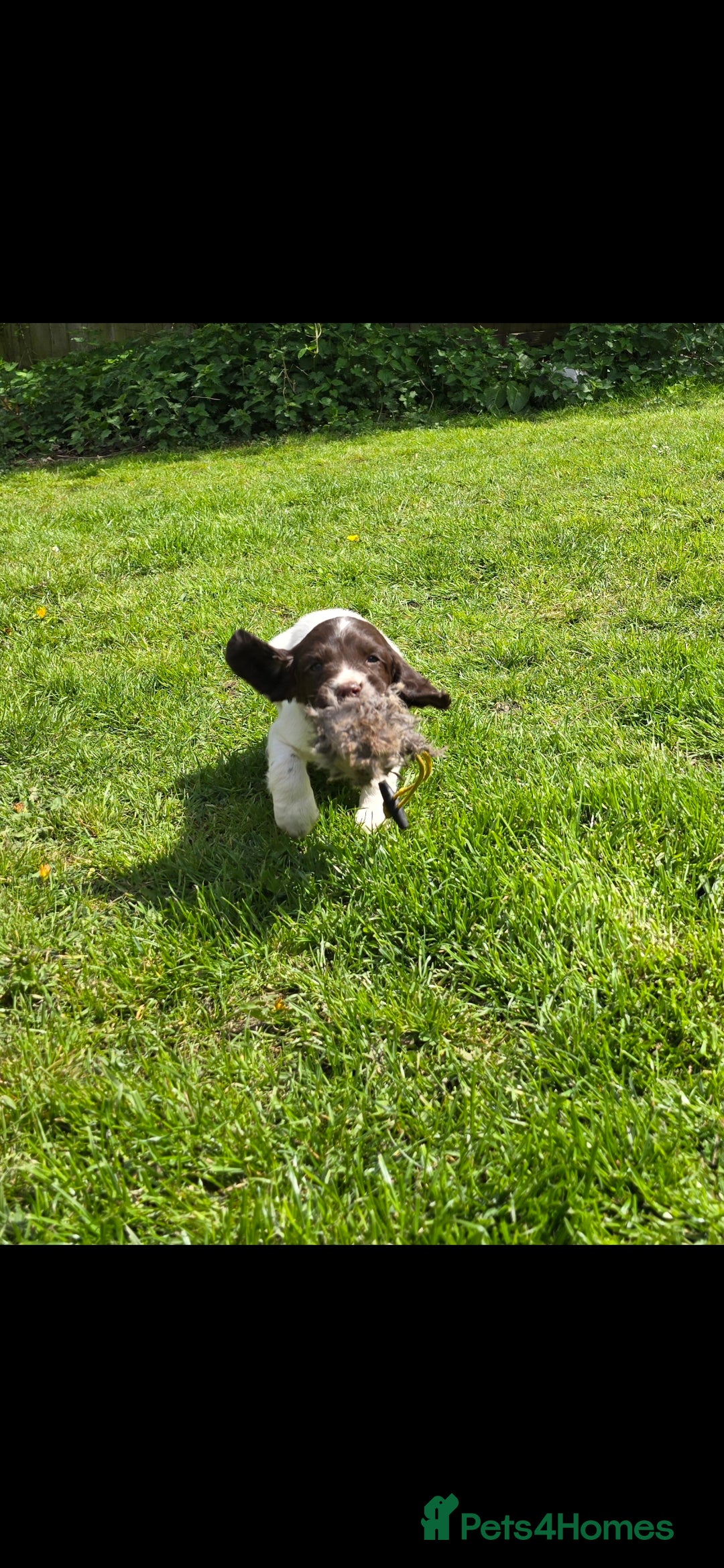 English Springer Spaniel dogs for stud: Kc springer dog available for stud.  - Advert 3