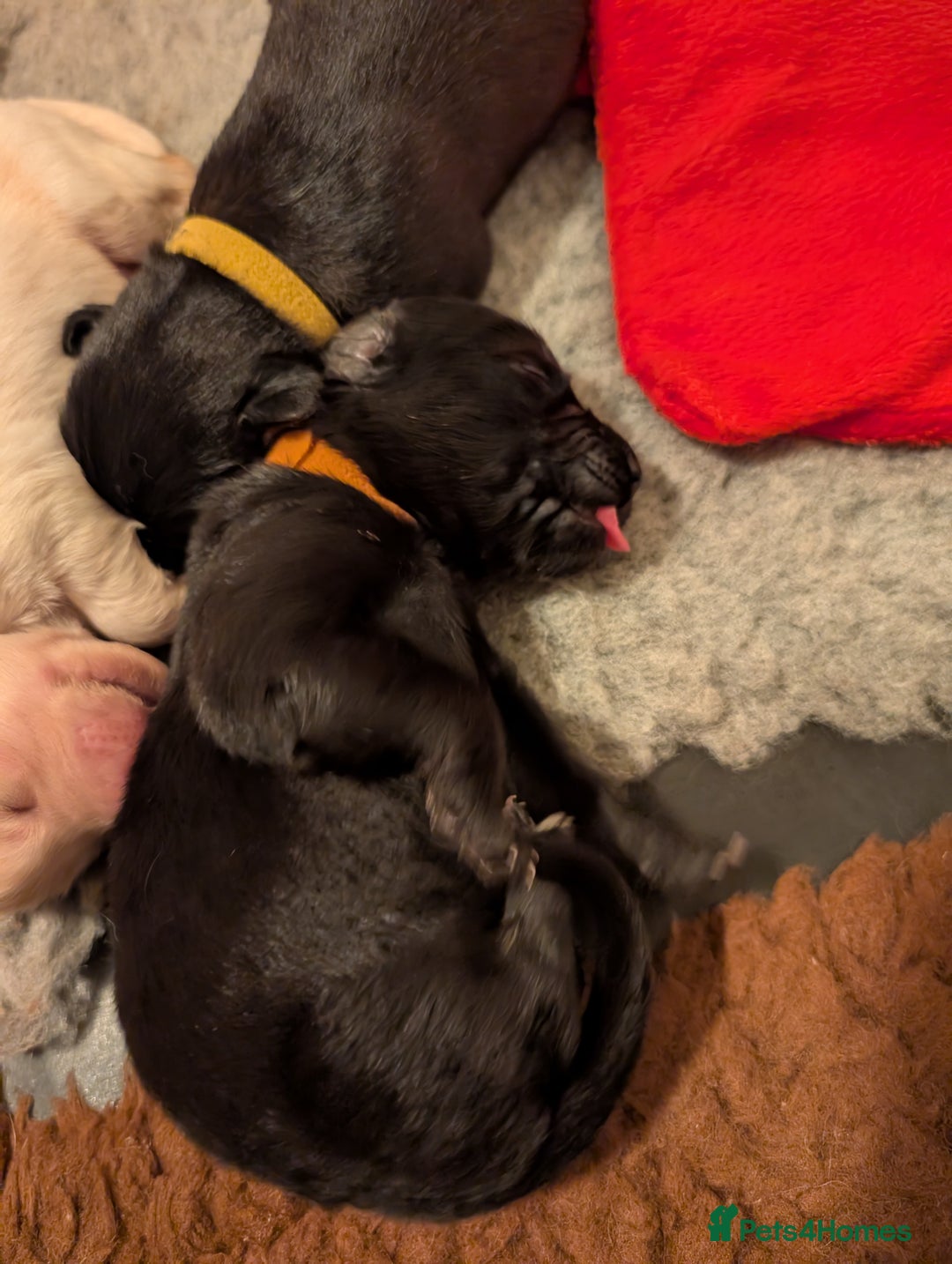 Mixed Breed dogs for sale: Golden Shepherd puppies  - Image 4