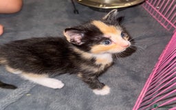 Domestic Shorthair cats for sale: 4 beautiful kittens  - Image 14