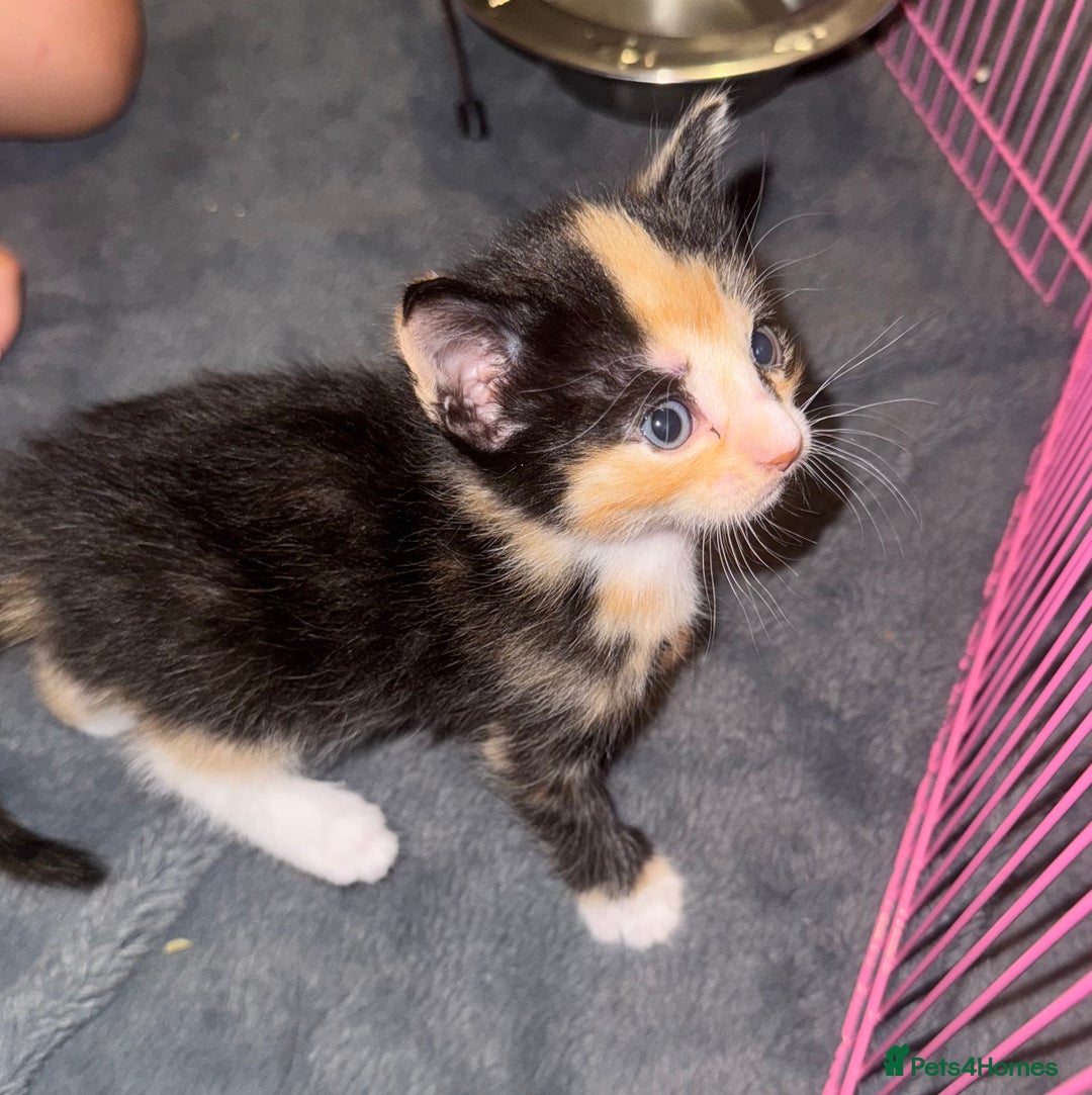 Domestic Shorthair cats for sale: 4 beautiful kittens  - Image 14
