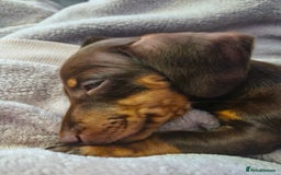 Miniature Dachshund dogs for sale: Female miniature dachshund  - Image 2