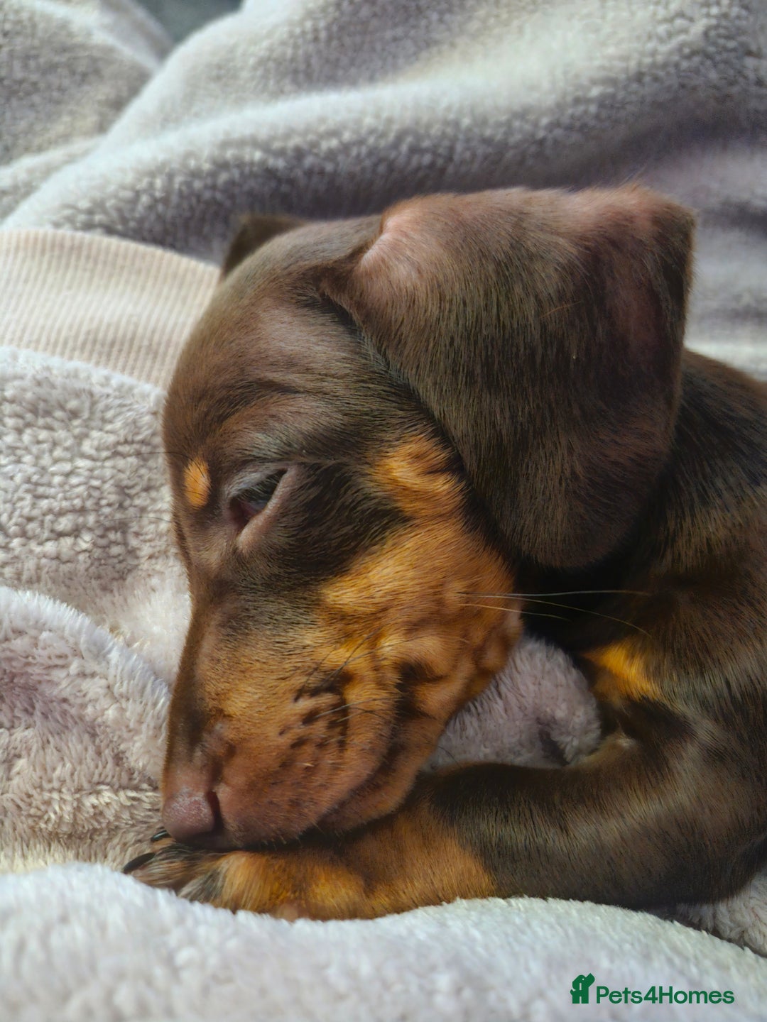 Miniature Dachshund dogs for sale: Female miniature dachshund  - Image 2