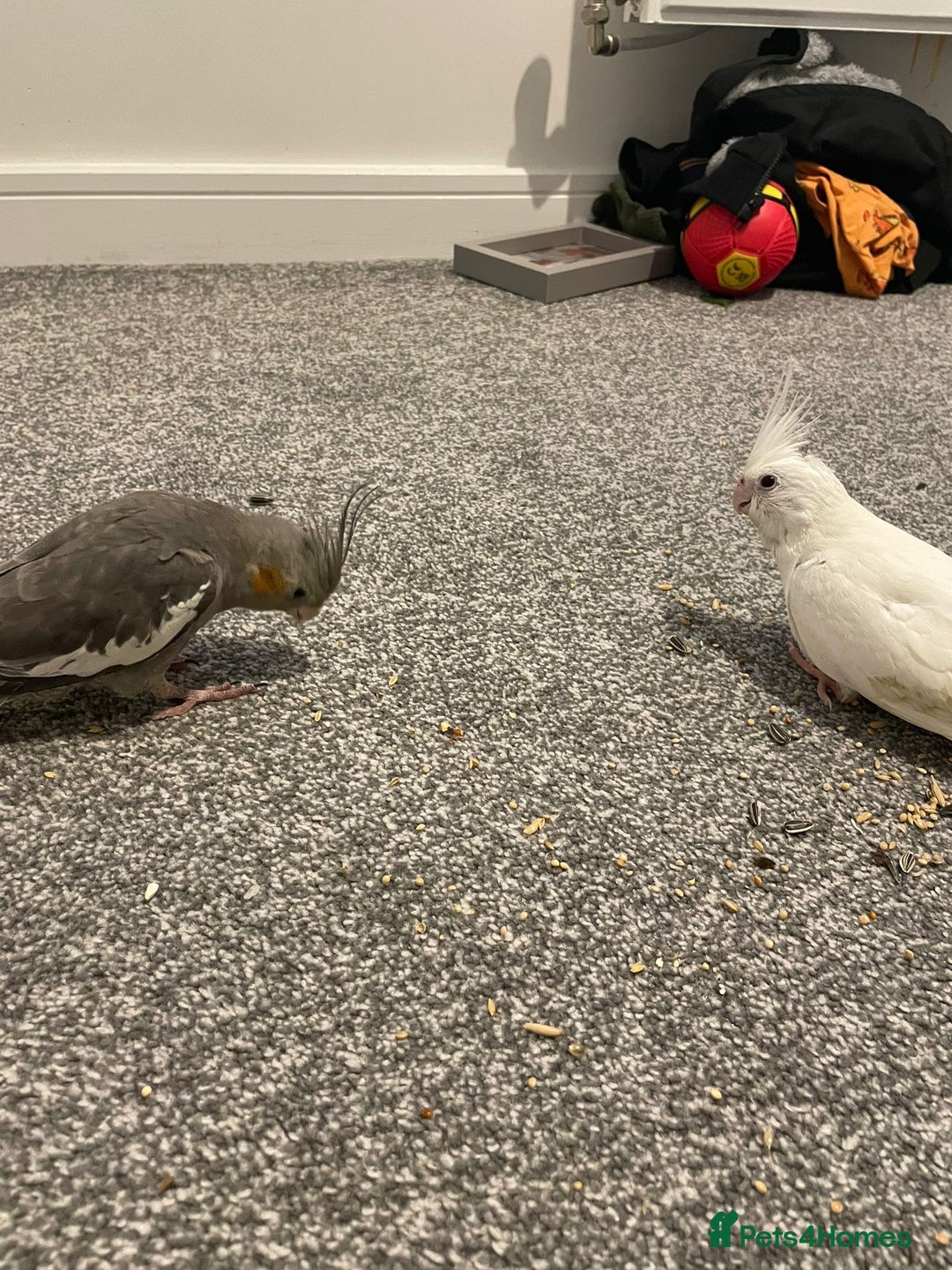 Cockatiels birds for sale: 2 hand tamed beautiful cockatiels  - Advert 2