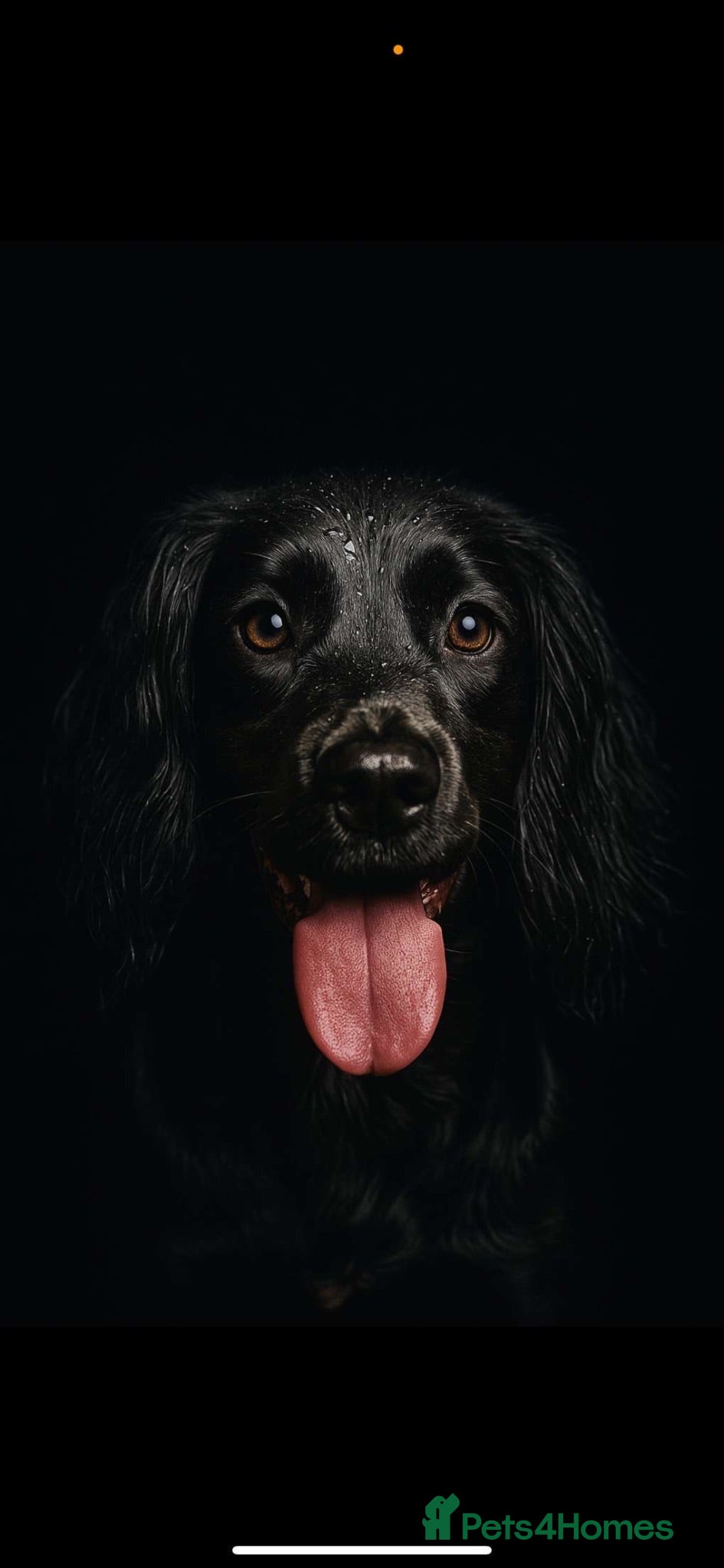 Cockapoo dogs Apricot cockapoo girl  - Advert 1