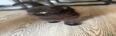 Ebony